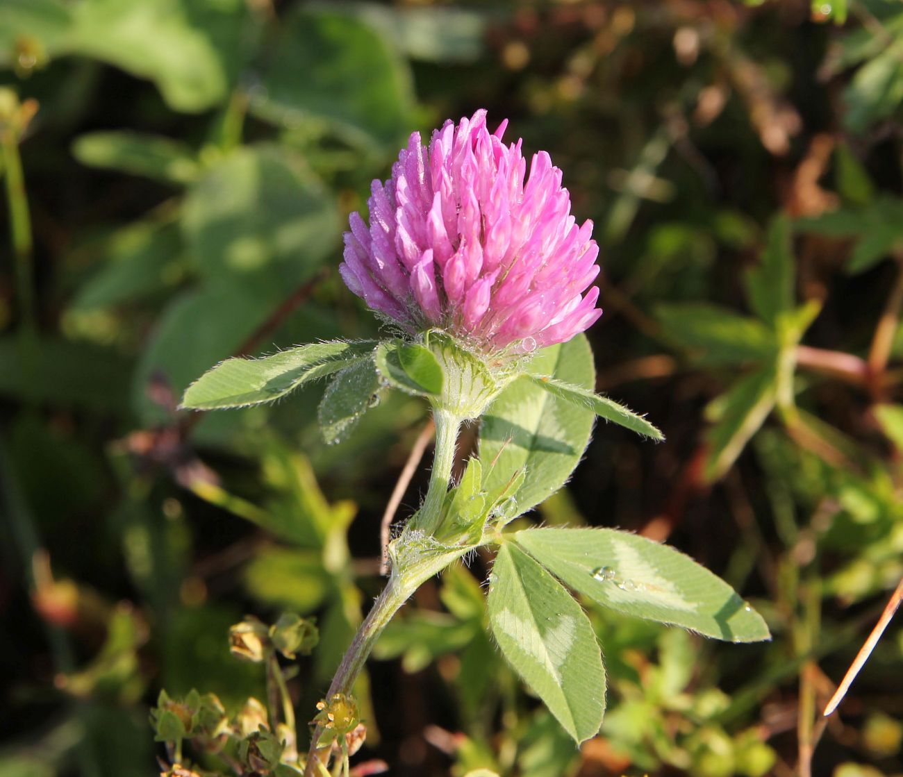 Изображение особи Trifolium pratense.