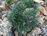 Onosma simplicissima