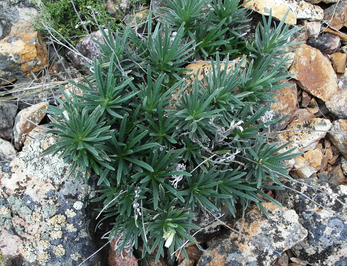 Image of Onosma simplicissima specimen.