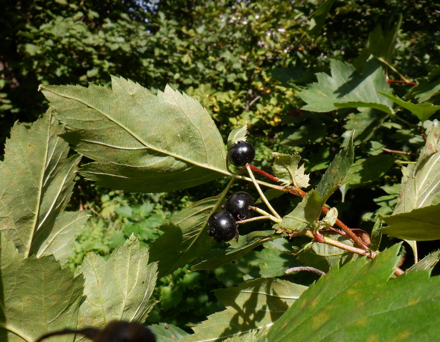 Изображение особи род Crataegus.