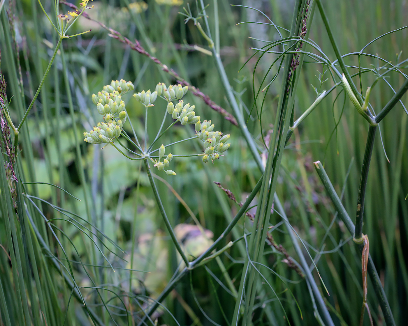 Image of Foeniculum vulgare specimen.