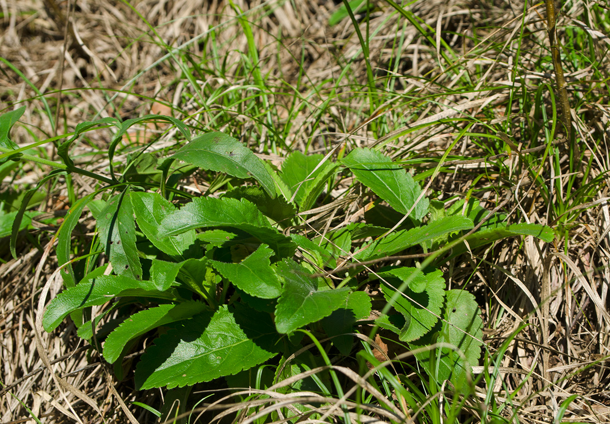 Image of Veronica spicata ssp. bashkiriensis specimen.