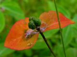 Euphorbia ambukensis