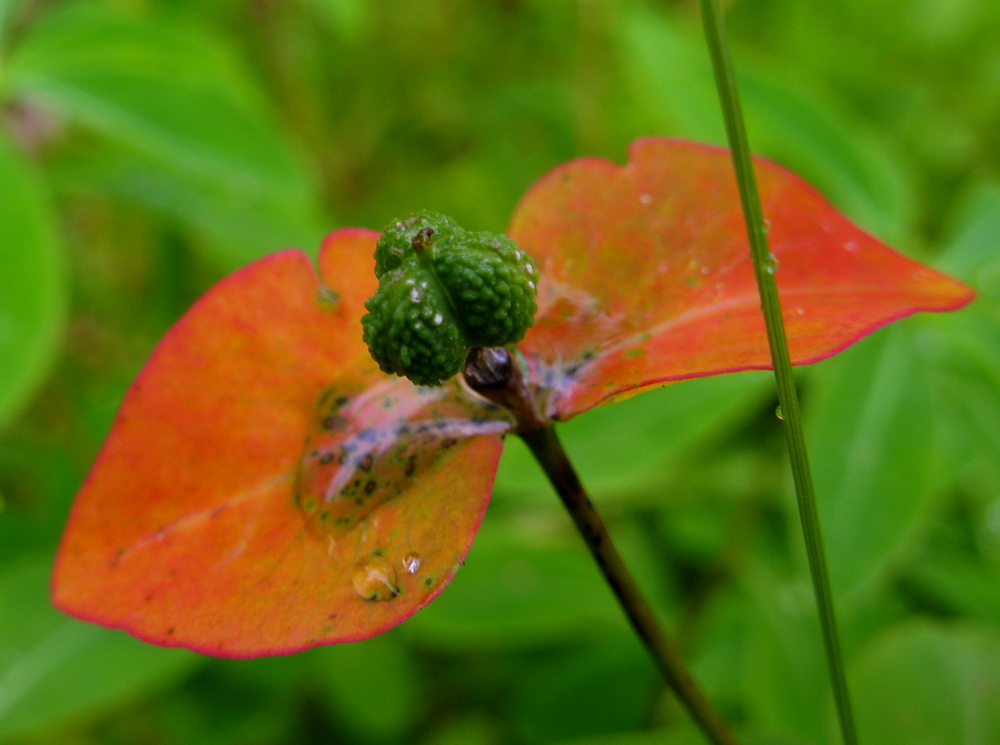 Image of Euphorbia ambukensis specimen.