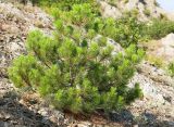 Pinus pallasiana. Молодое дерево на скале. Южный Берег Крыма, сев.-вост. склон горы Аю-Даг. 06.08.2019.