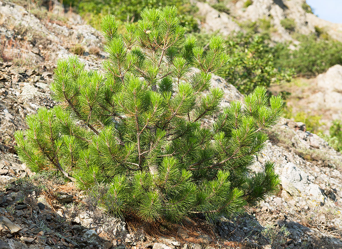 Изображение особи Pinus pallasiana.