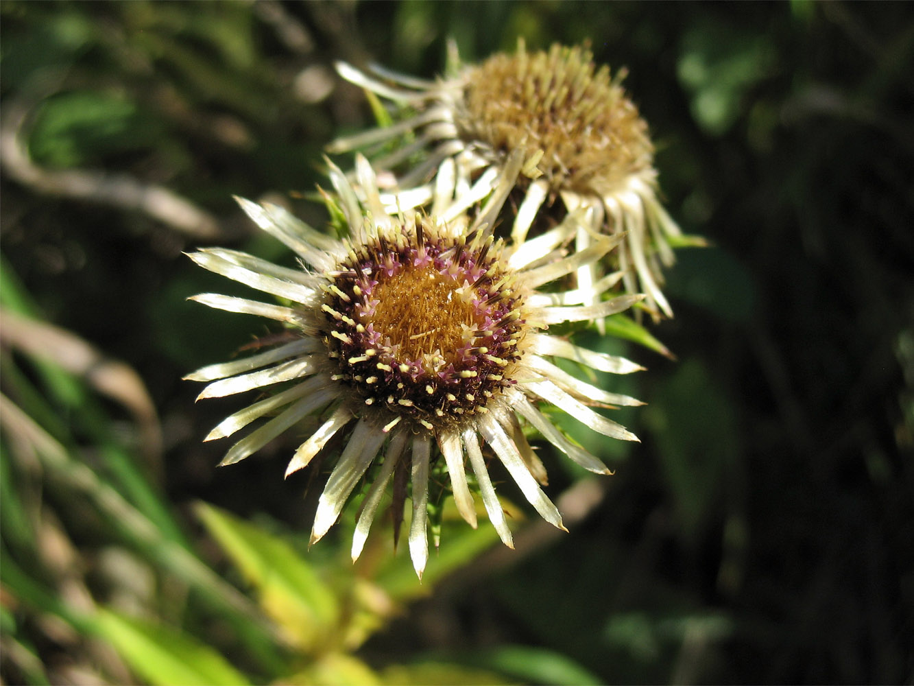 Image of Carlina intermedia specimen.