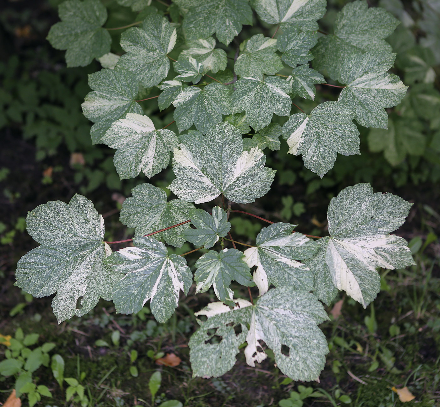 Image of Acer pseudoplatanus specimen.