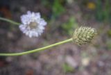 Cephalaria transsylvanica