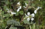 Rubus canescens