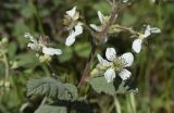 Rubus canescens. Часть побега с цветками и сидящим жуком. Испания, автономное сообщество Каталония, провинция Жирона, комарка Баш Эмпорда, единый муниципалитет Круильес — Монельс — Сан-Садурни-де-ль’Эура, гора Аркас, поляна в дубовом лесу (Quercus suber). 09.05.2019.