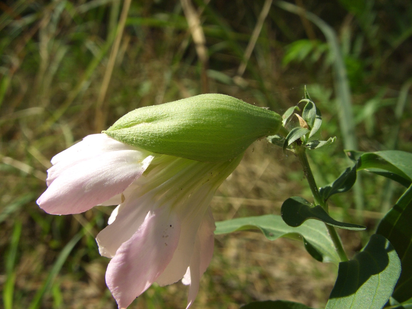 Image of Saponaria officinalis f. pleniflora specimen.