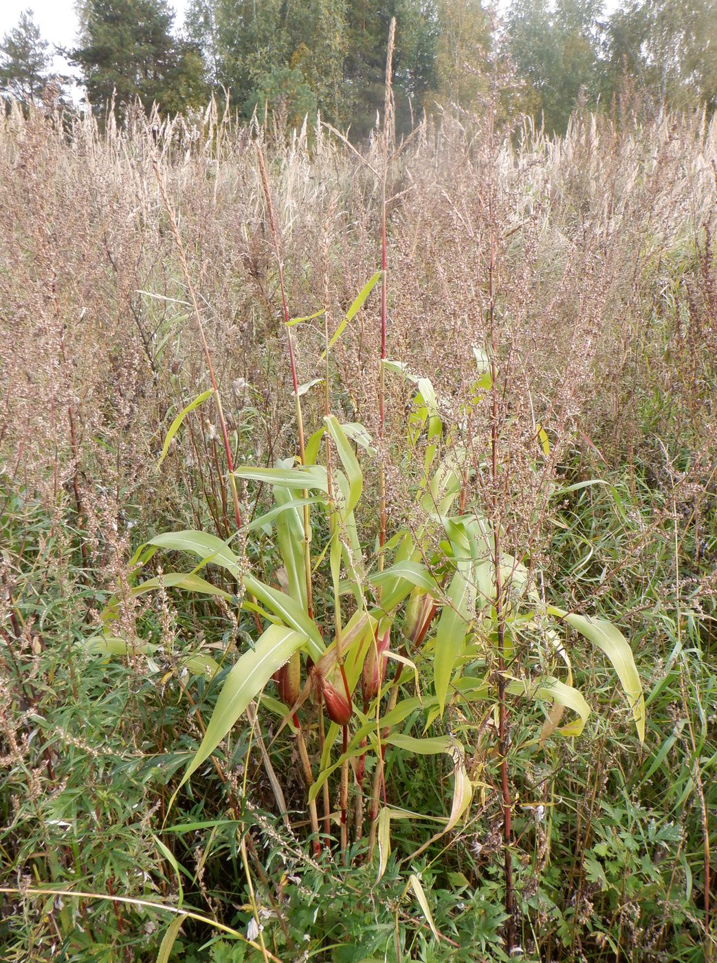 Image of Zea mays specimen.