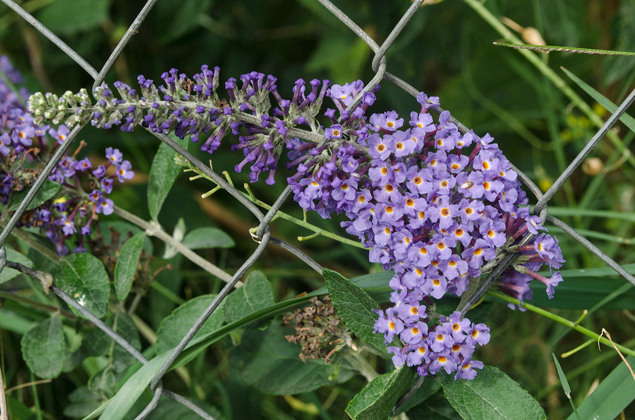 Изображение особи Buddleja davidii.