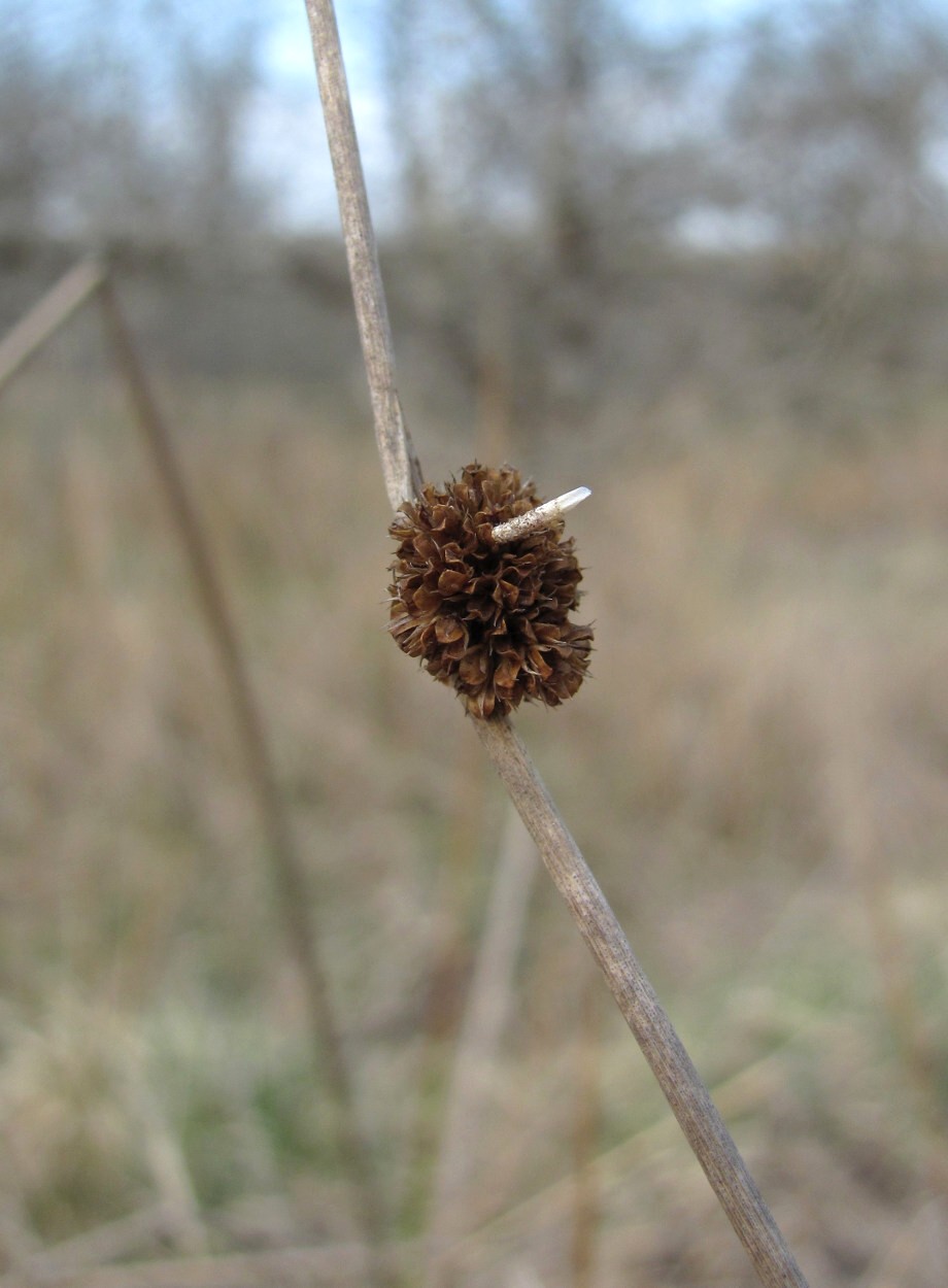 Изображение особи Juncus conglomeratus.