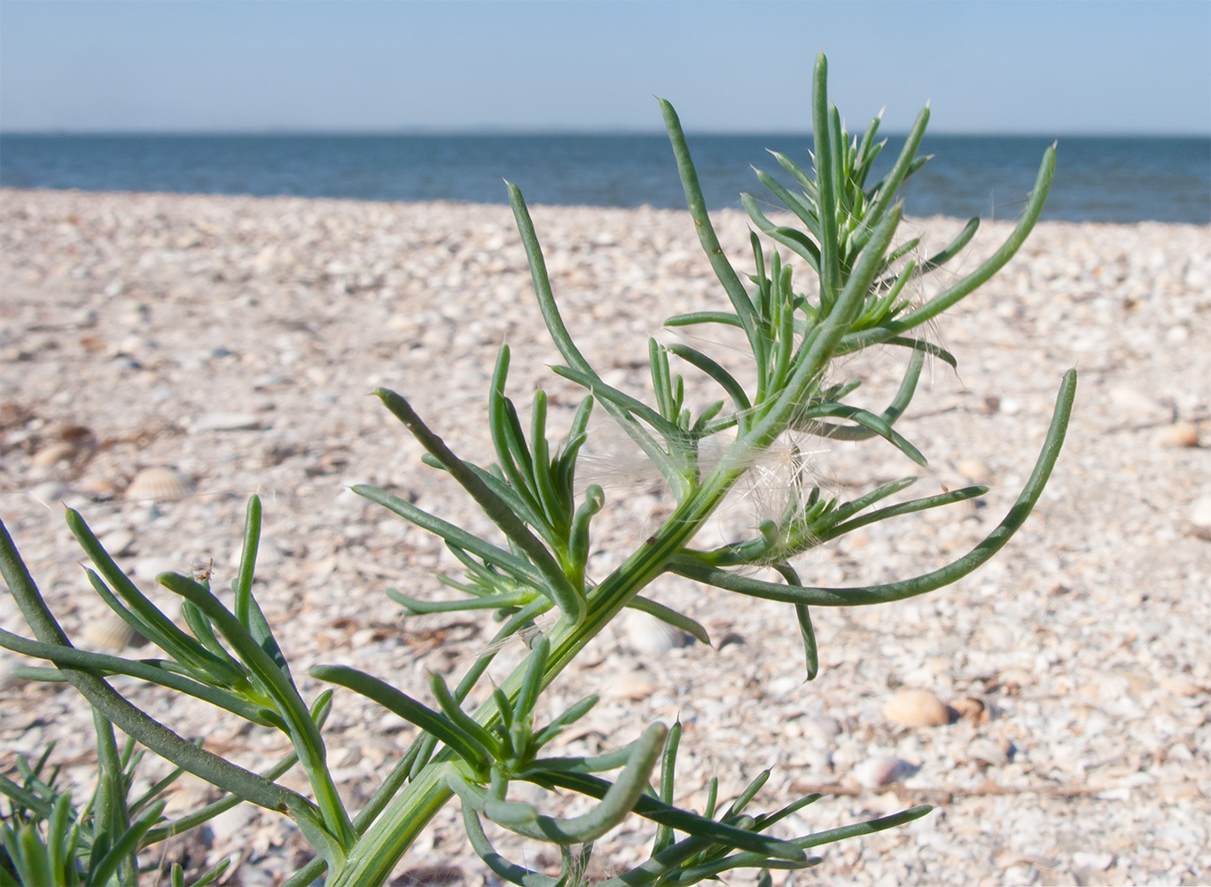 Image of Salsola pontica specimen.