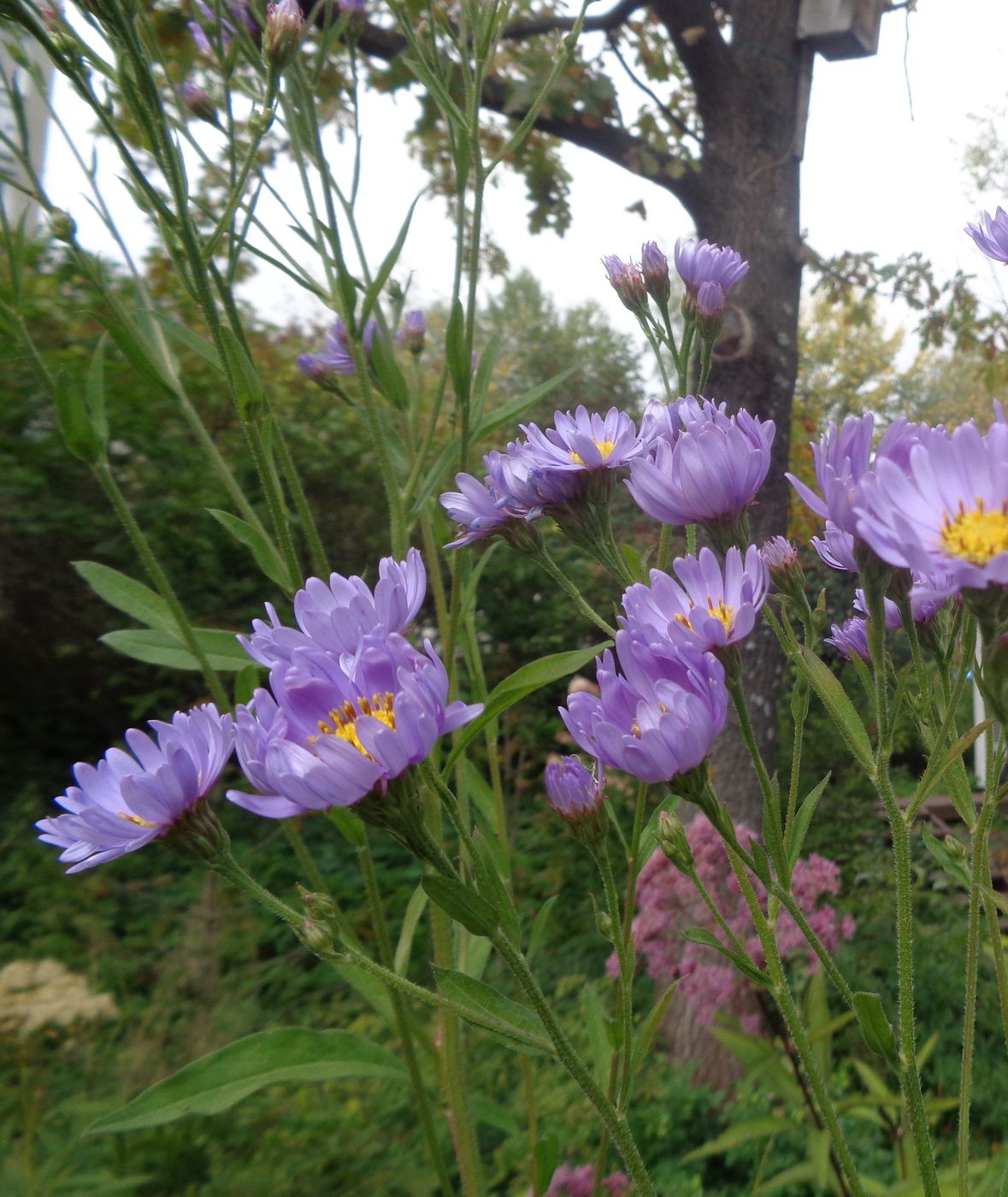 Image of familia Asteraceae specimen.