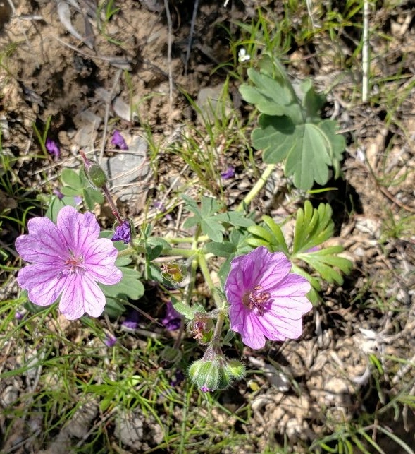 Image of Geranium charlesii specimen.