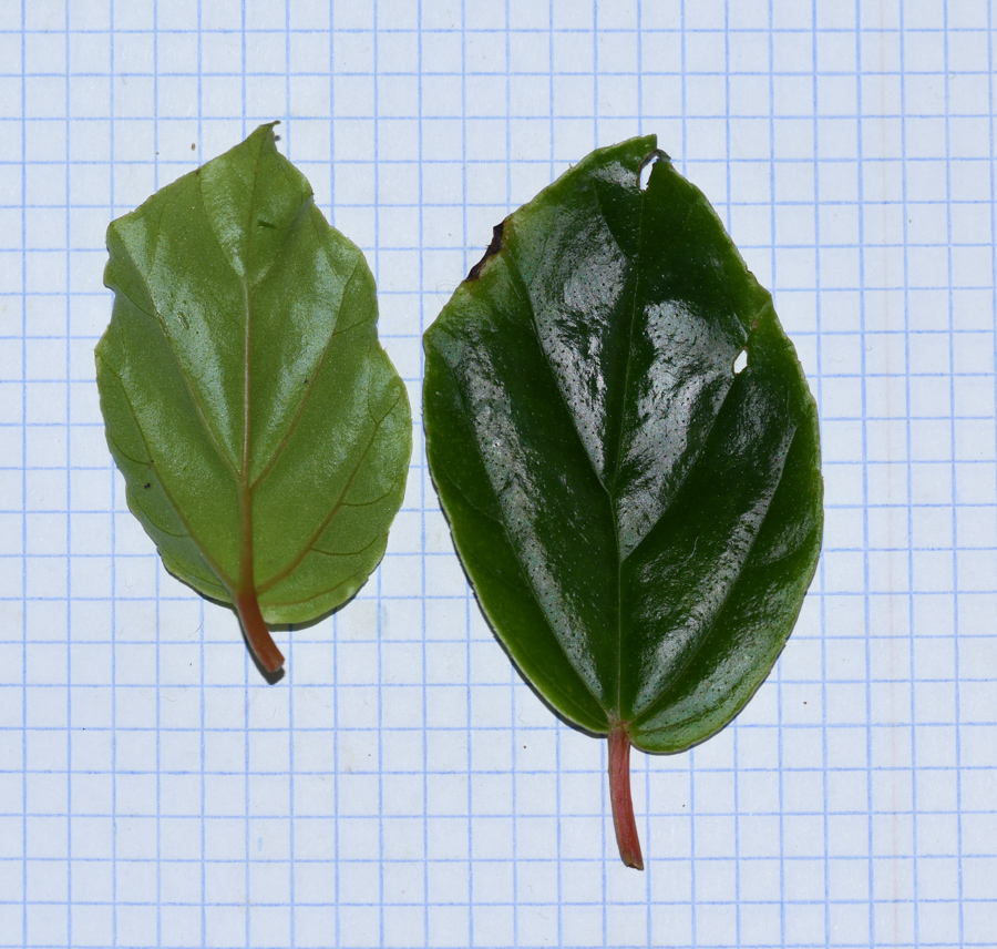 Image of Begonia glabra specimen.