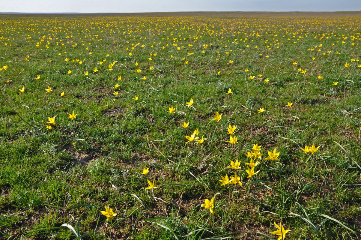 Изображение особи Tulipa biebersteiniana.