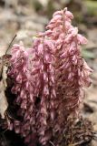 Lathraea squamaria
