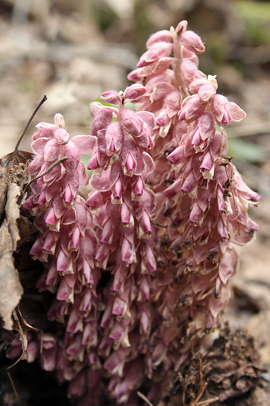 Image of Lathraea squamaria specimen.