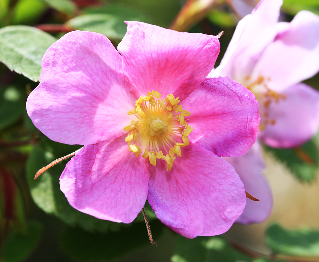 Image of Rosa acicularis specimen.