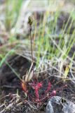 Drosera kihlmanii