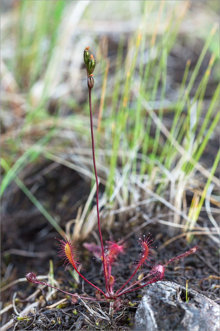 Изображение особи Drosera kihlmanii.