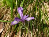 Iris ruthenica