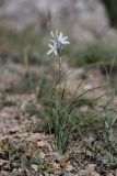 Anthericum liliago. Цветущее растение. Крым, окр. Феодосии, гора Эчкидаг, каменистая осыпь. 13.06.2021.