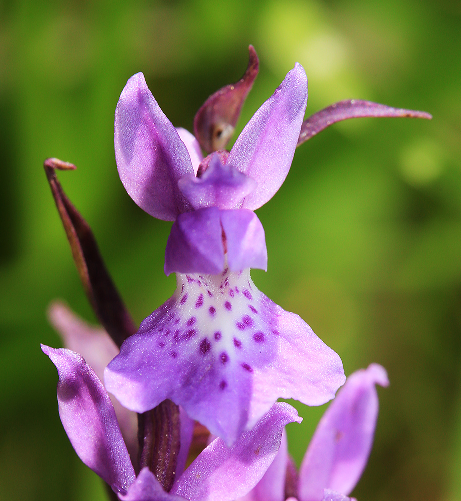 Image of Ponerorchis chusua specimen.