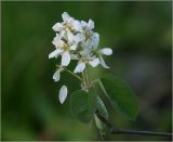 Amelanchier spicata