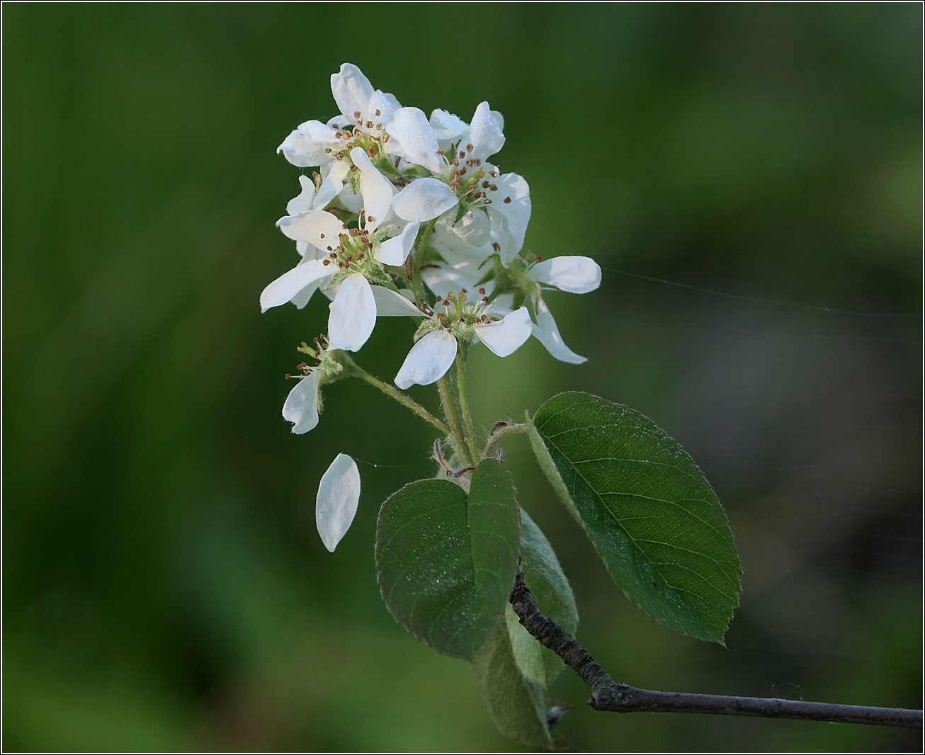 Image of Amelanchier spicata specimen.