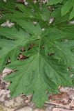 Heracleum sommieri. Лист. Дагестан, Буйнакский р-н, окр. с. Манасаул, широколиственный лес, берег ручья. 23 июня 2021 г.
