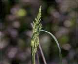 Calamagrostis epigeios