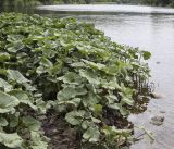 Petasites radiatus