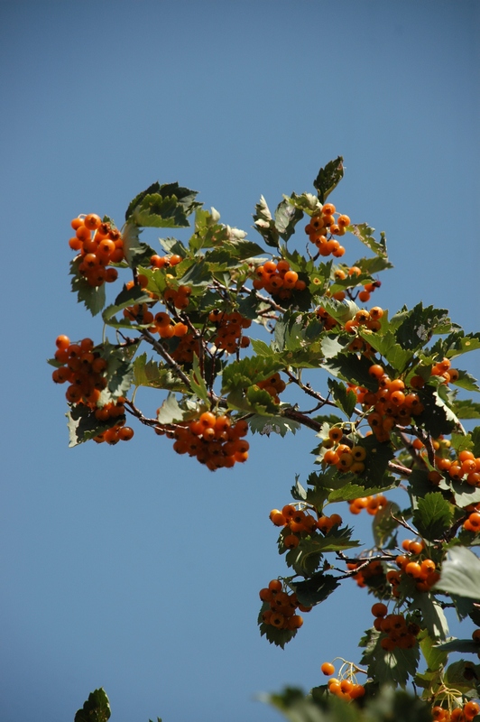 Изображение особи Crataegus korolkowii.