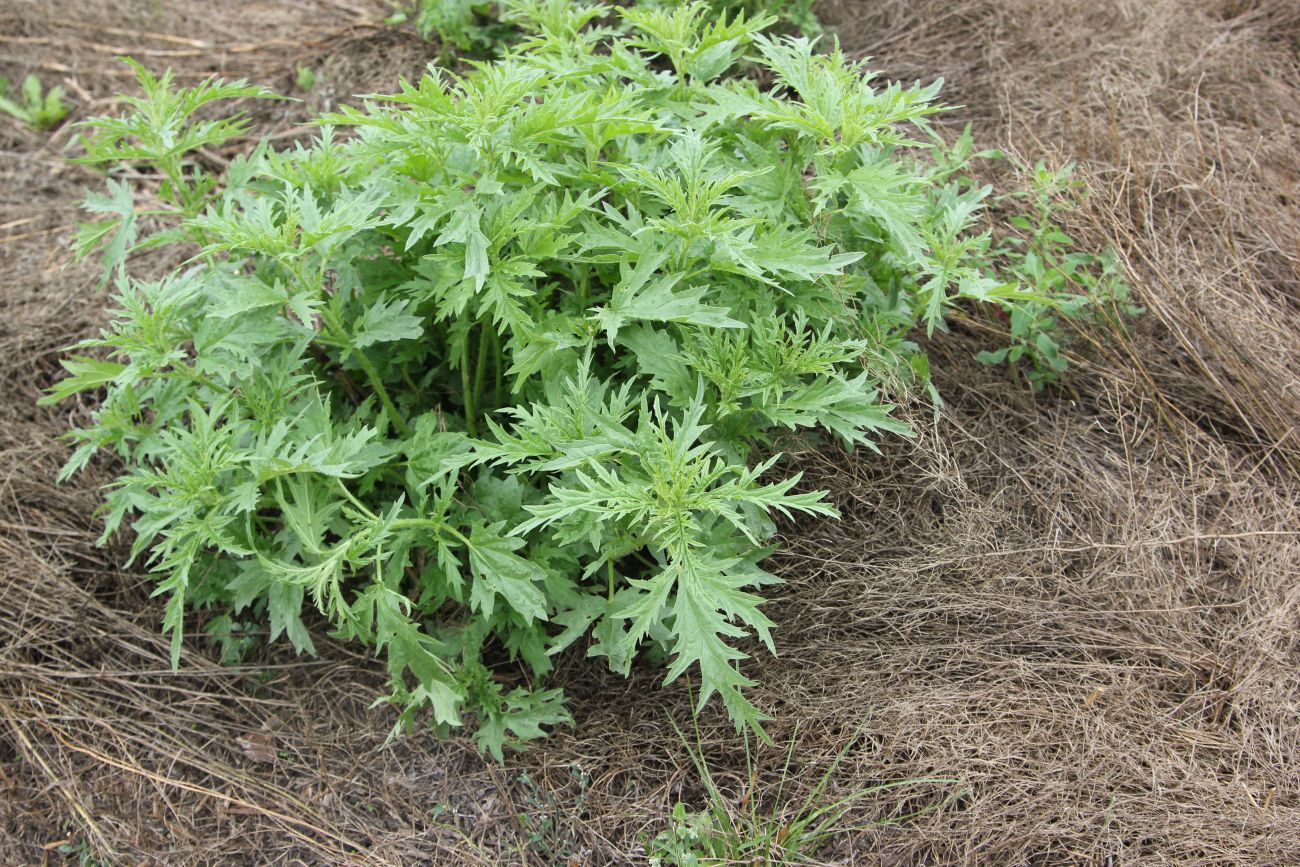 Image of Urtica cannabina specimen.