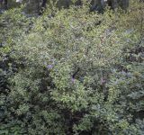 Rhododendron dauricum