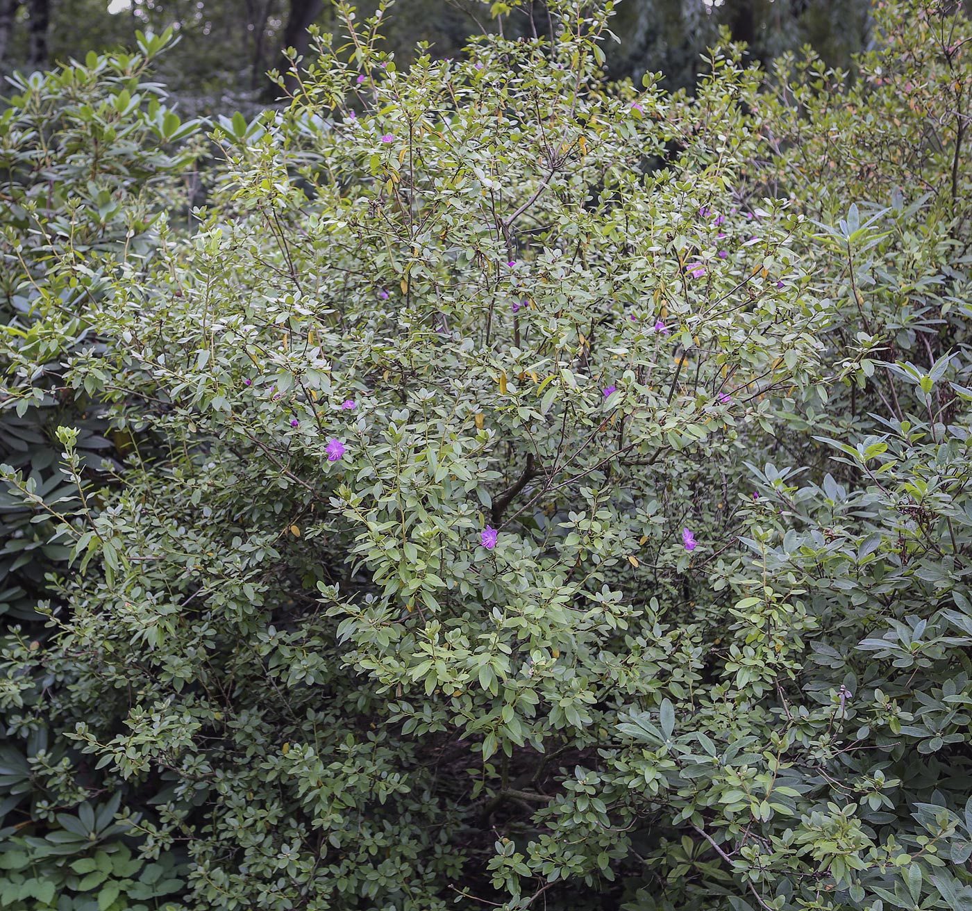 Image of Rhododendron dauricum specimen.