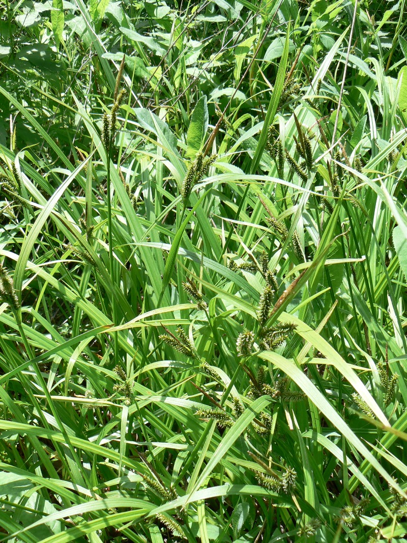 Image of genus Carex specimen.