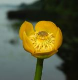 Nuphar lutea