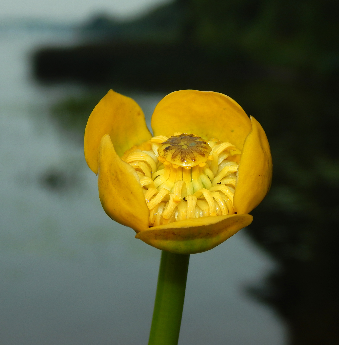 Изображение особи Nuphar lutea.