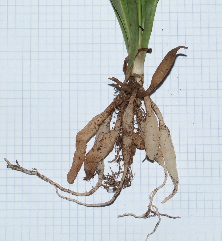 Image of Chlorophytum comosum specimen.