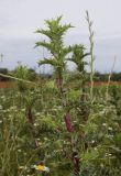 Carlina hispanica