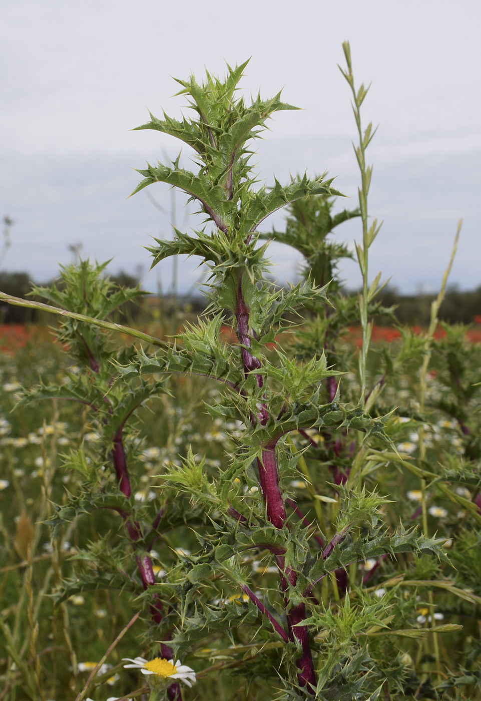 Image of Carlina hispanica specimen.