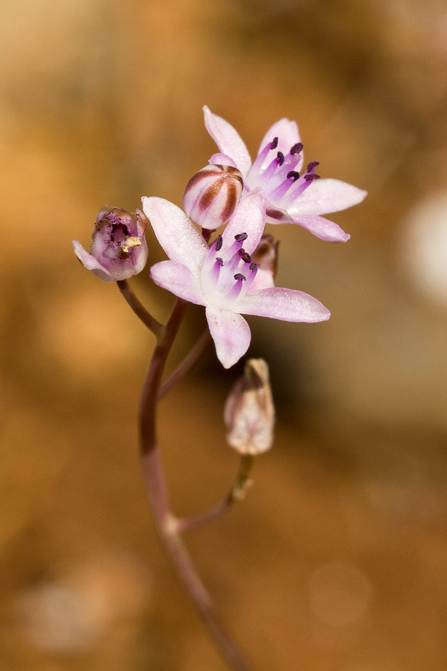 Image of Prospero minimum specimen.