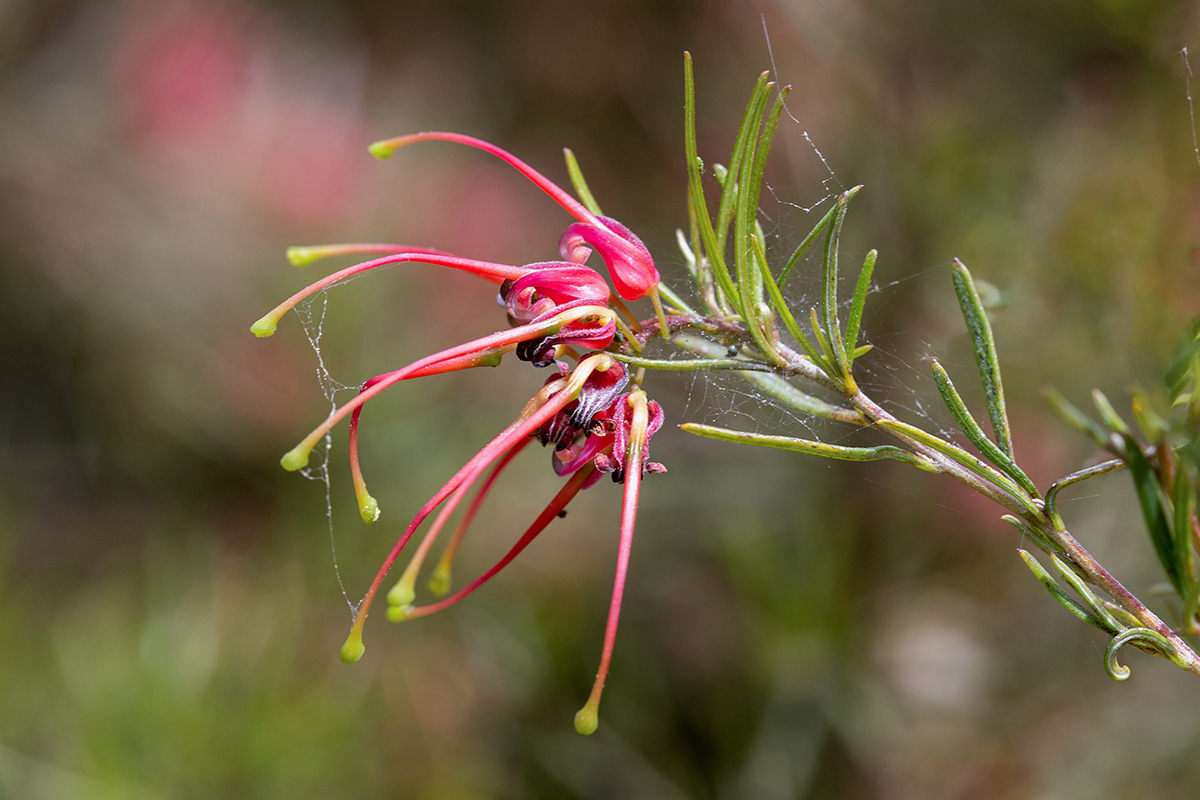 Image of Grevillea johnsonii specimen.