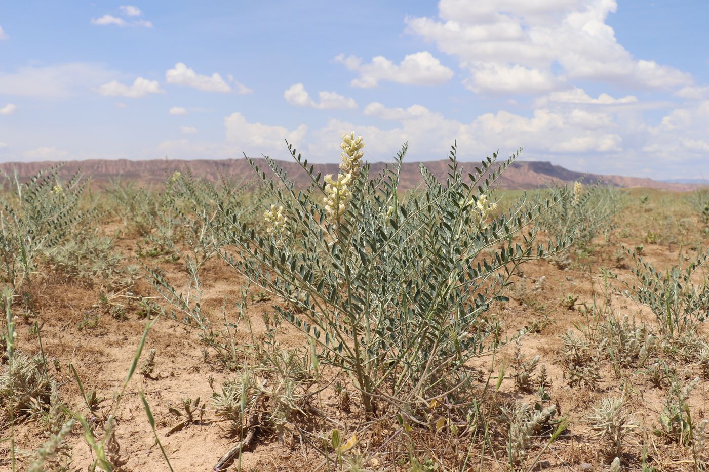 Image of Goebelia pachycarpa specimen.